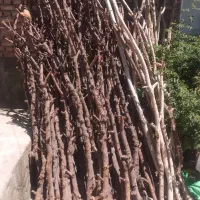 هاچا