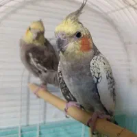 طوطی عروس هلندی یک جفت باقفس