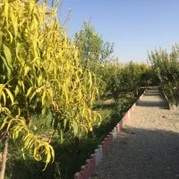 تهاتر زمین با واحد فقط در منطقه  خزانه