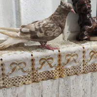 دم سفید