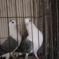 مفلق دستگردی