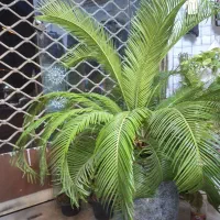نخل گل سیکاس