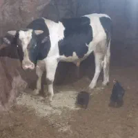 گاو نر