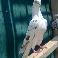 کفتر خال سرور