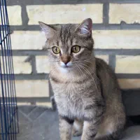 گربه ماده میکس اسکاتیش دی اچ اس