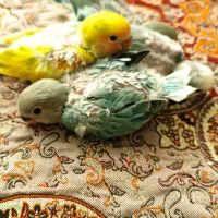 طوطی برزیلی سرلاکی ۳۰روزه