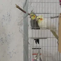 جفت طوطی عروس قابله معاوضه