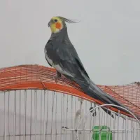 عروس‌هلندی سخنگو