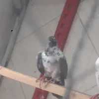 کفتر کبوتر جنازه مهر خورده