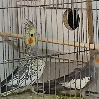 عروس هلندی