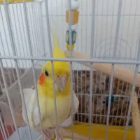 طوطی سرحال مست