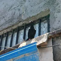 کفتر|پرنده|میناب, |دیوار