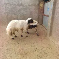 قوچ|حیوانات مزرعه|بروجرد, |دیوار