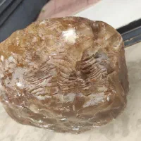 سنگ طبیعی طلایی مایل قهوه ای