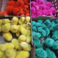 جوجه رنگی  سلطان