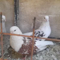 کبوتر تهرانی