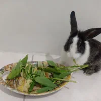 خرگوش
