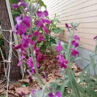 باغ گل محمدی