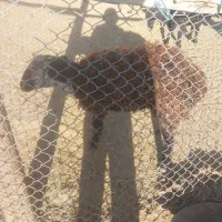 بره|حیوانات مزرعه|رباطکریم, منجیل آباد|دیوار