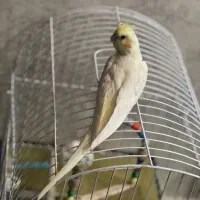 پرنده عروس