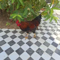 یک عدد خروس جوان و سرحال بفروش میرسد