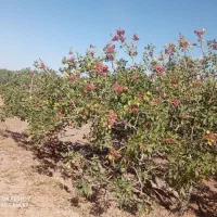 باغ پسته ۶۵ سال