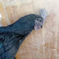 تخم مرغ نطفه دار سیاه ایام سمانی