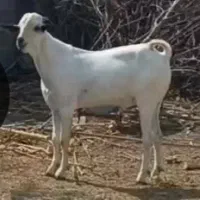 پازن سومالی