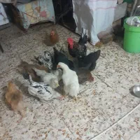 مرغ گلین  قیمت دونه ایی ۹۰۰
