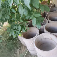 کول بتنی 70سانتی