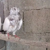 کفتر|پرنده|بندرعباس, |دیوار