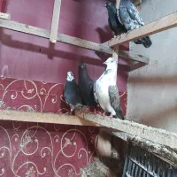 کبوتر پرشی