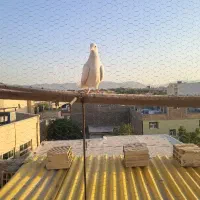 ماده پرشی سفید شیر دم شمشیری سرو پنجه دار