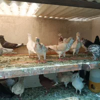 جوجه سرور کاکلی قلمدار