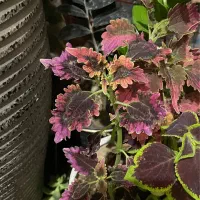گل و گیاه و گلدان اریکا بونسای حسن یوسف و فیکوس گ