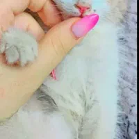 گربه واگذاری