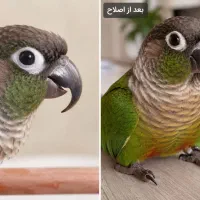 اصلاح منقار و پر طوطیسانان