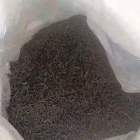 چای نوبرانه گیلان زمین محصول شهرستان لاهیجان