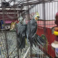 عروس هلندی