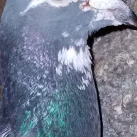 کبوتر پلاکی