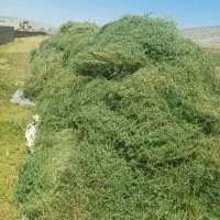 یونجه|لوازم جانبی حیوانات|بهبهان, |دیوار