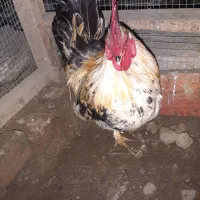 مرغ چاپنیز