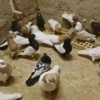 کبوتر کله