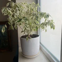 گلدان گلدون گل طبیعی