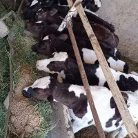 گوساله نر