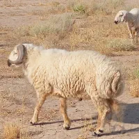 بره نر جوان محلی چاق مناسب برای کشتن و بذزی