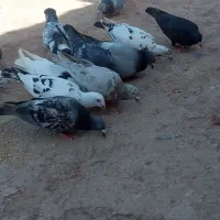 فروشی پرش عالی
