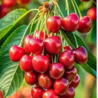 فروش-باغ-و-زمین-و-خانه