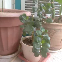 گل طبیعی
