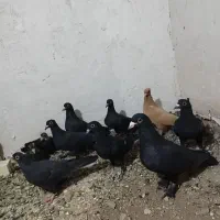 جوجه کبوتر.کلاغ